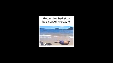 Seagull laughs at man 😄