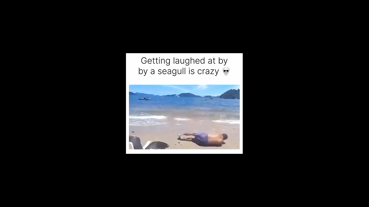 Seagull laughs at man 😄