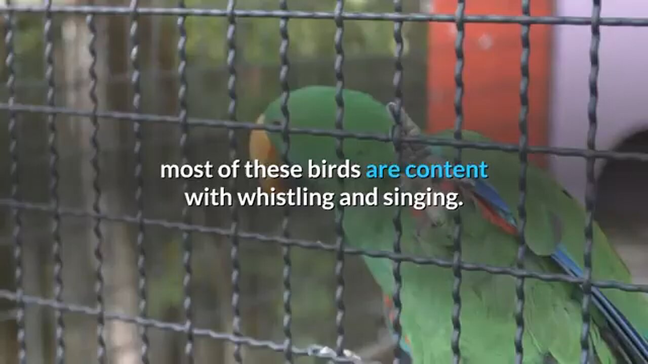 Pet Birds That Make Great Additions to the family