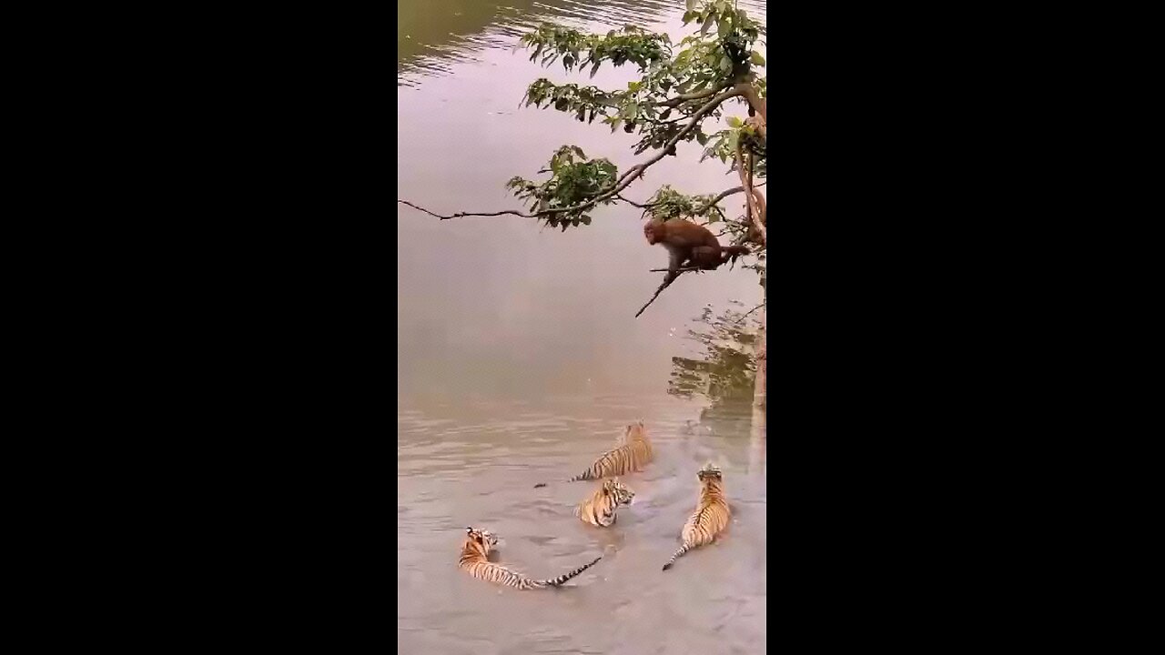 hunting monkey