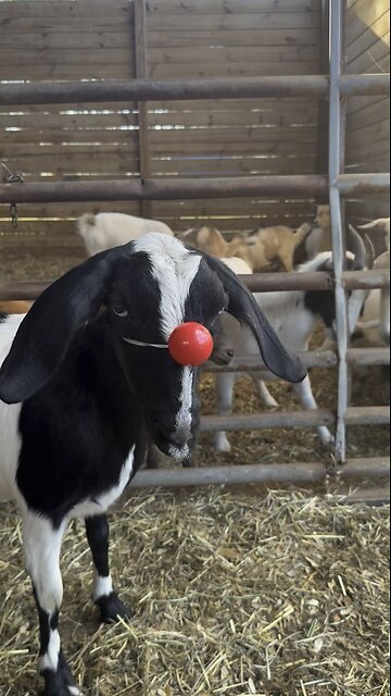 Rudolph the red nose chicken, sheep, horse, goat, cow, dog