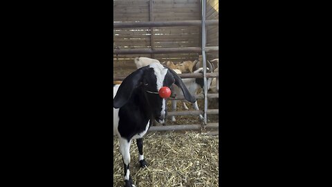 Rudolph the red nose chicken, sheep, horse, goat, cow, dog