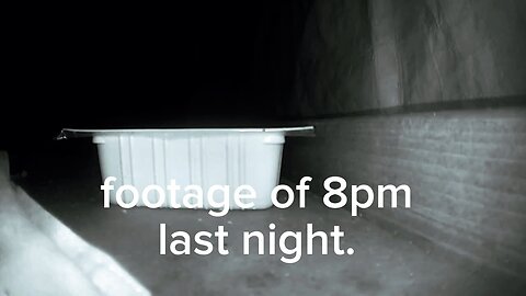 STRUGGLING?-Celebrate the Small Victories || See My New Dog || MUST WATCH TO THE END