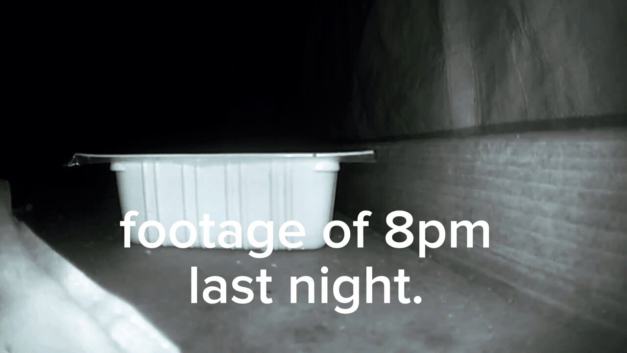 STRUGGLING?-Celebrate the Small Victories || See My New Dog || MUST WATCH TO THE END