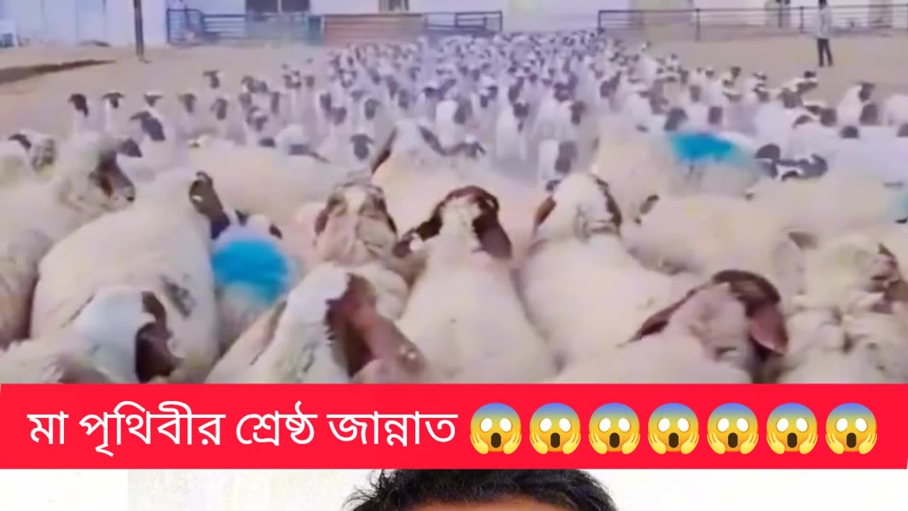 🐑 মায়ের ভালোবাসা এক আল্লাহর নিয়ামত 🌿 | Sheep Babies & Nature Miracle