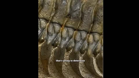 Evolution's Problems in the Aquatic World #viralvideo #video #facts #science #life #school #yt #sub