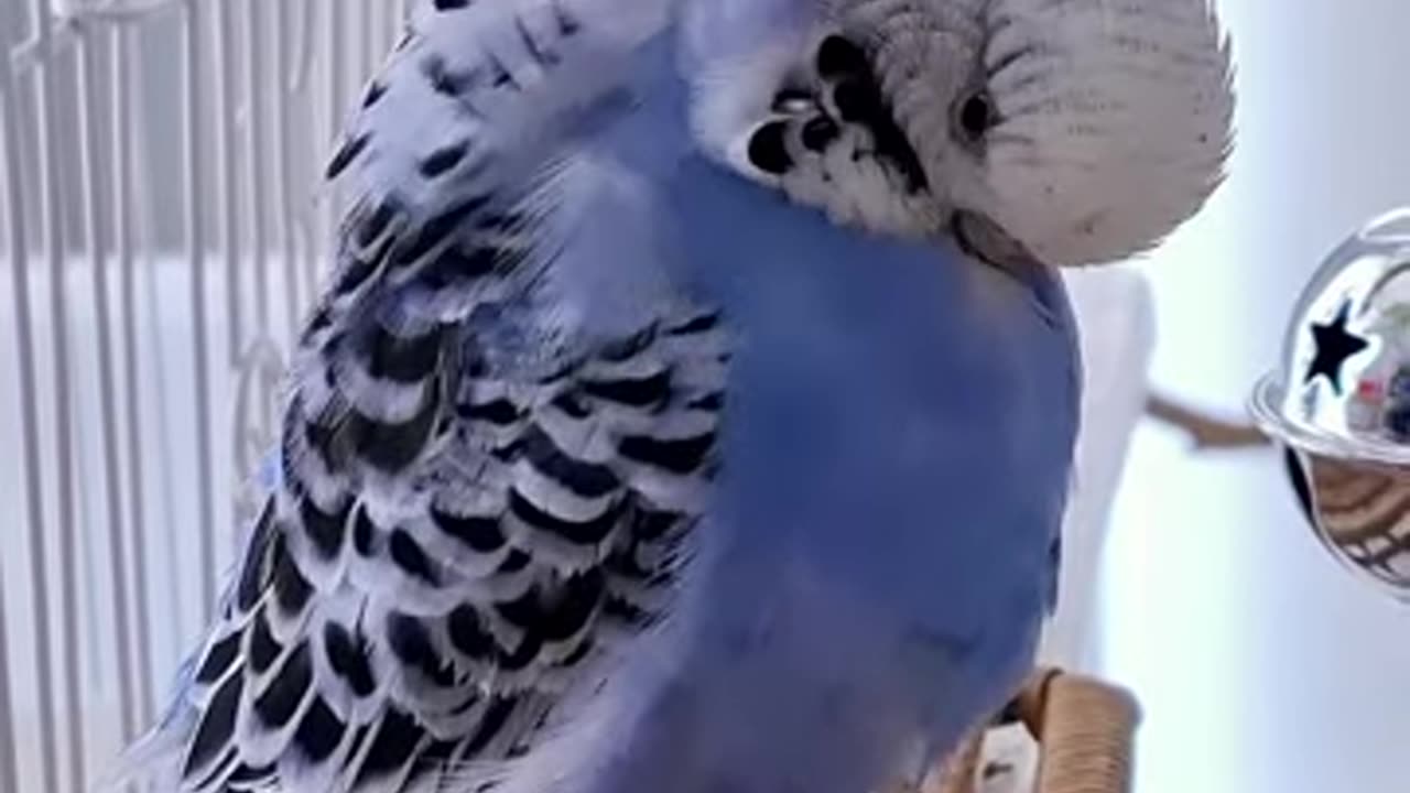 HD parrot video viral beauty