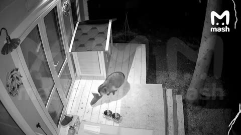 Wanted: raccoon that steals leather sandals