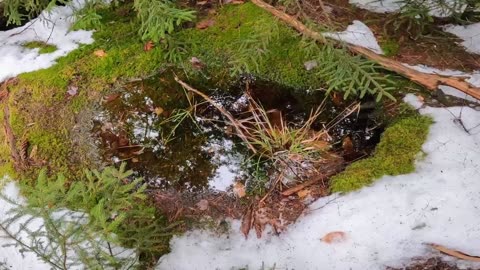 Vernal Pool