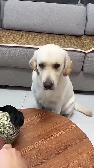 Smart dog🤣🤣🤣