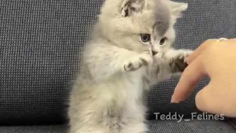 cute cat