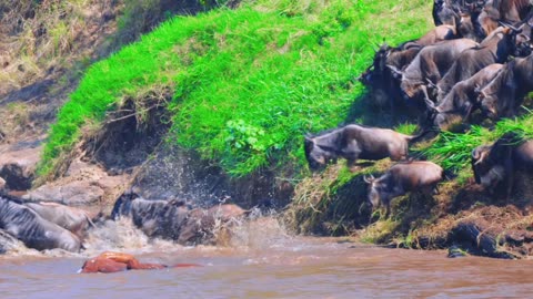 Mara River Crossing
