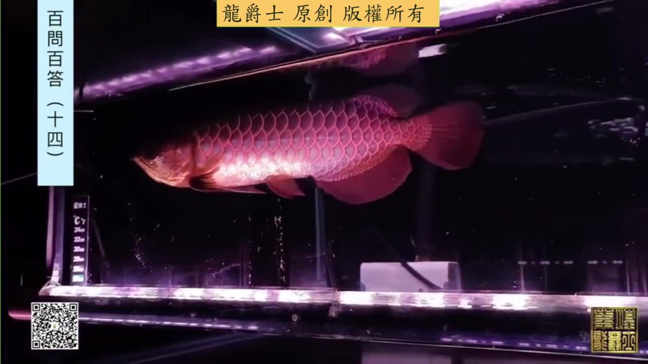 【龍爵士】千問千答 Q150 小龍魚進魚缸一個月會慌怎麼辦