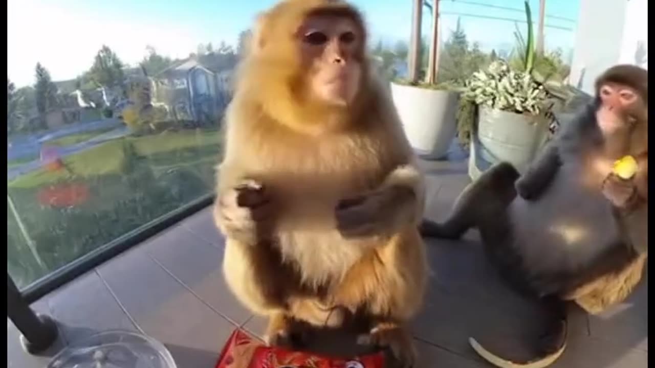 Your balcony turns into a comedy show thanks to one brave monkey