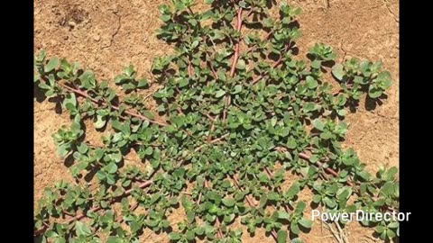 purslane