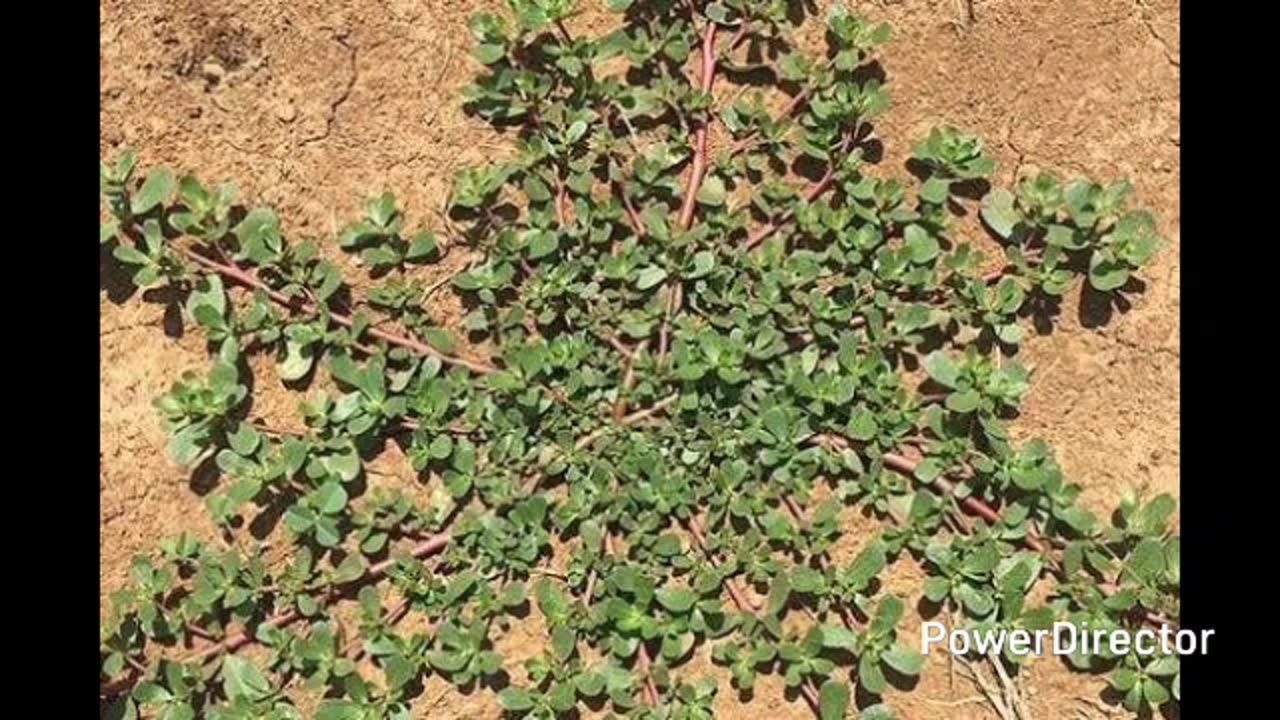 purslane