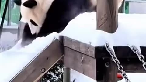 Pandas Acting Like Humans in a Hilarious Way”