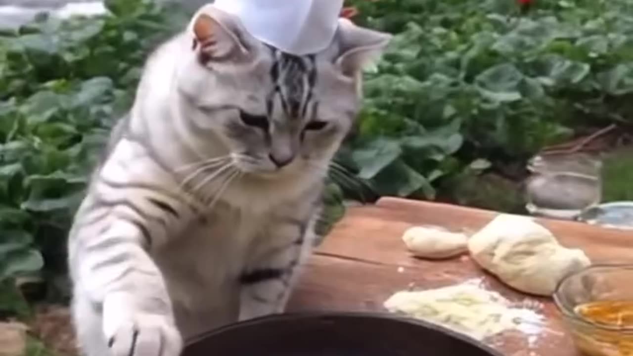 Cute cat cooking pancakes #viral #funnyvideo #cat