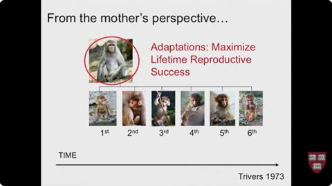 Why Mammals Suck: Evolutionary Biologist on Breastfeeding | Katie Hinde