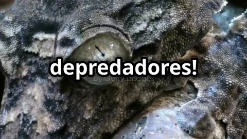 Animales con Habilidades Mágicas que Te Sorprenderán