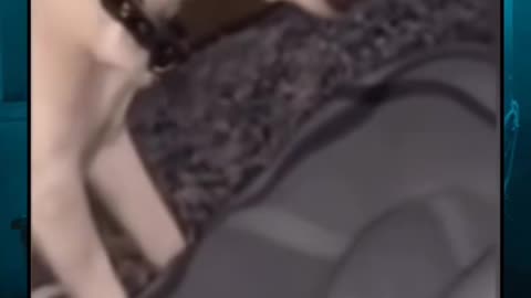 😈🐕 Creepy Smiling Dog – What’s Behind That Grin? Haunted Pet | TheHauntingHour