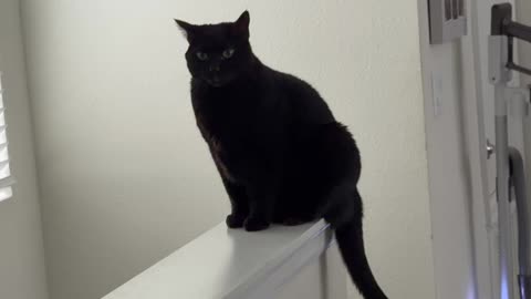 Cute Precious Piper Has An Excellent View - My Adopted Shelter Cat Vlog