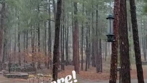 IT’S SNOWING IN FLAGSTAFF