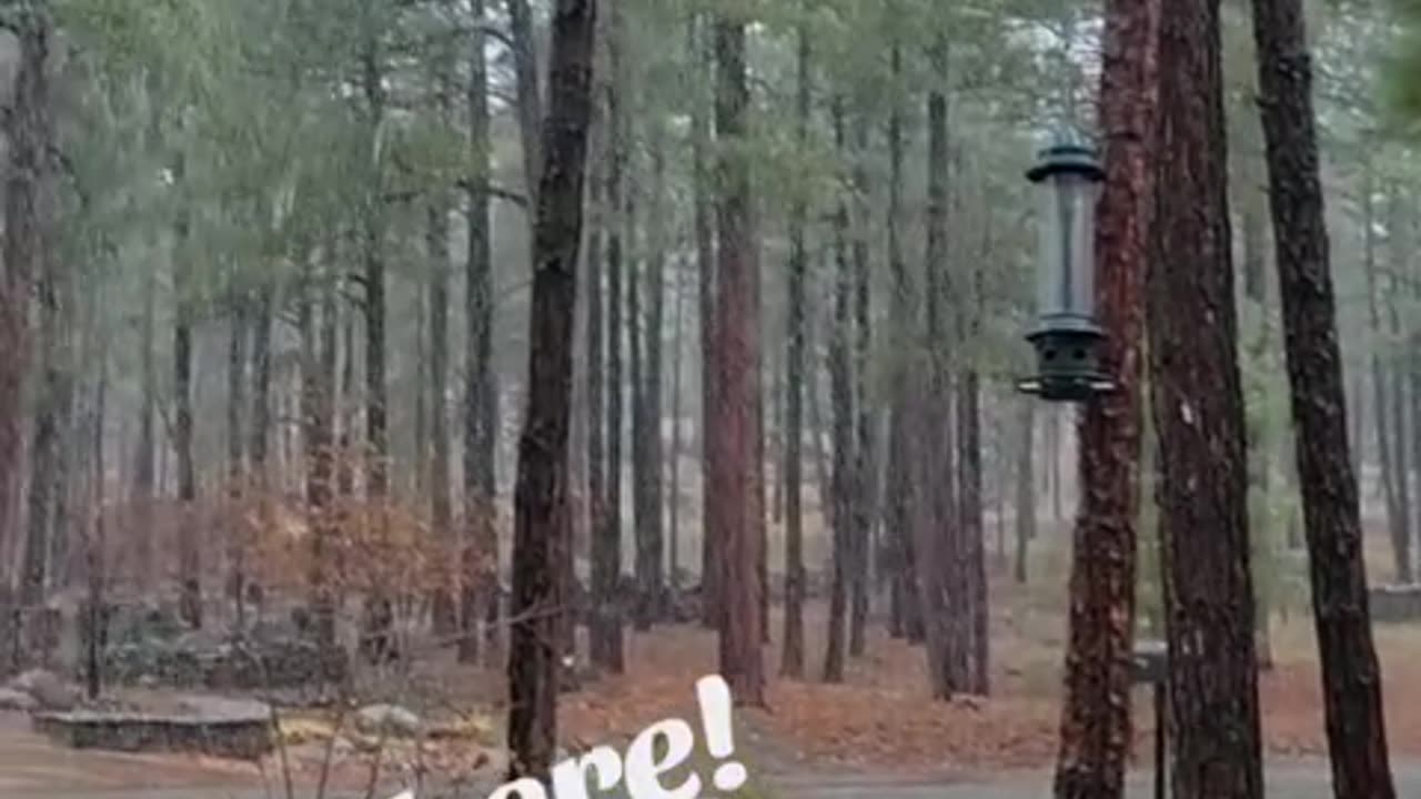 IT’S SNOWING IN FLAGSTAFF