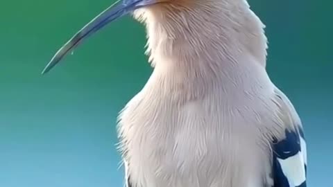 The beauty of heavenly creatures 🦅