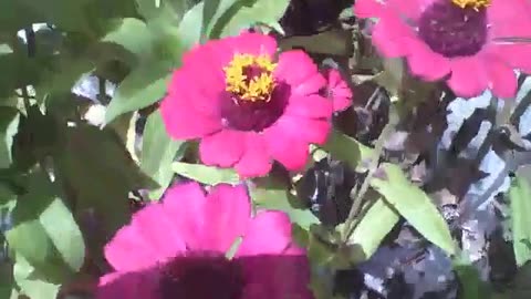 Beautiful zinnia flowers in a small garden, they are pink [Nature & Animals]
