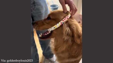 Funniest Animal Moments of All Time – 1 Hour of Non-Stop Laughs 😹🤣