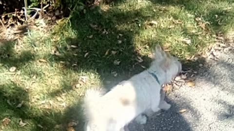 dog