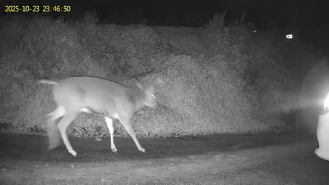 Deer in driveway