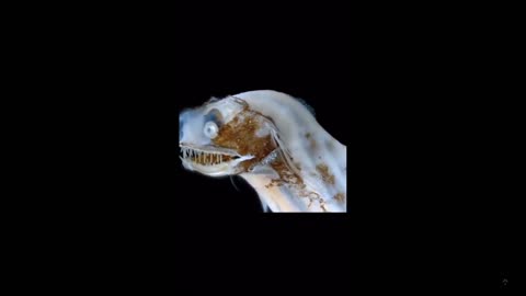 Fish of nightmares or cartoons? The distinctive deep-sea telescope fish.