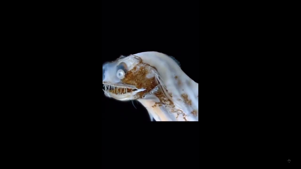 Fish of nightmares or cartoons? The distinctive deep-sea telescope fish.