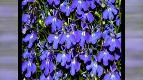 17.01.Toshiro-blue-favorite-color-and-favorite-blue-flower-same-color.