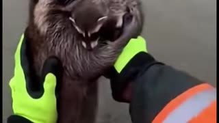 A kind hearted man saved a family of raccoons from a flood