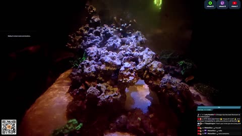 24/7 Real Live Reef Stream