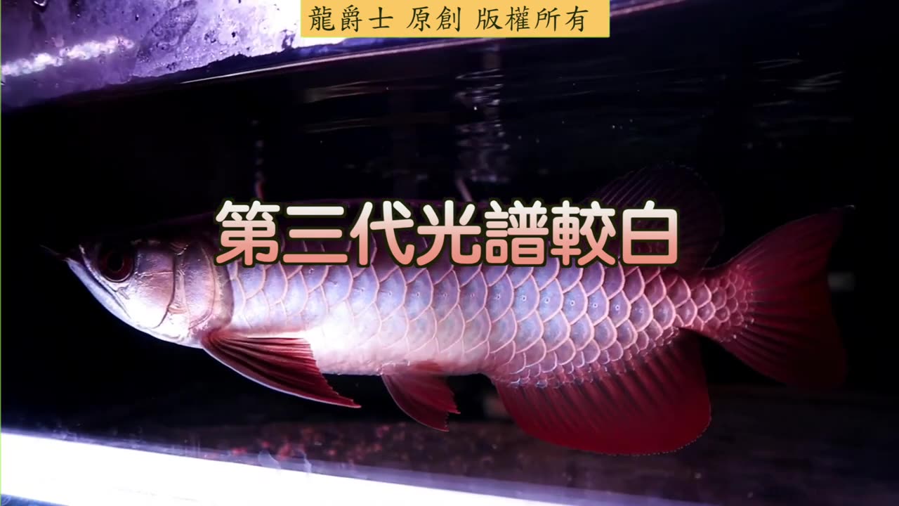 【龍爵士】千問千答 Q174-水中燈跟上部燈燈色是不是有些微落差