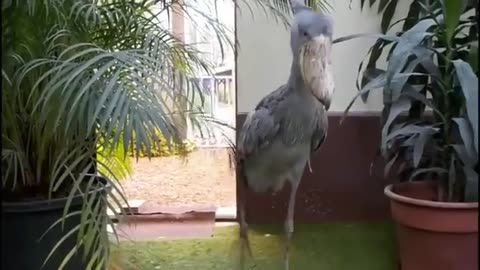 🦩✨ Watch the Shoebill Stork Walk Gently & Tap Its Beak! So Calm & Mesmerizing | FeedMyCuriosity