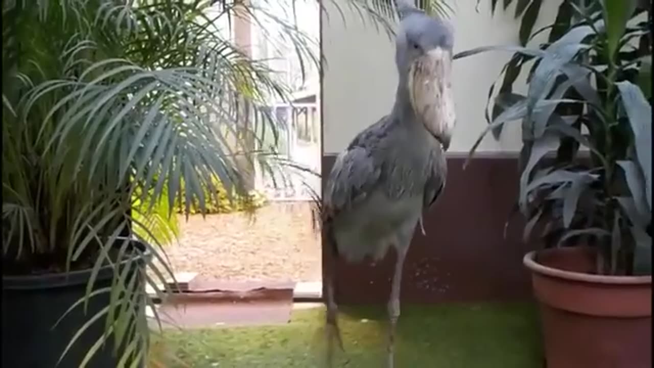 🦩✨ Watch the Shoebill Stork Walk Gently & Tap Its Beak! So Calm & Mesmerizing | FeedMyCuriosity