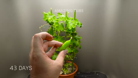 Growing Plants Compilation - 245 Days Time Lapse