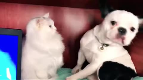“Dogs vs Cats | Who’s Funnier? 🐾😂”