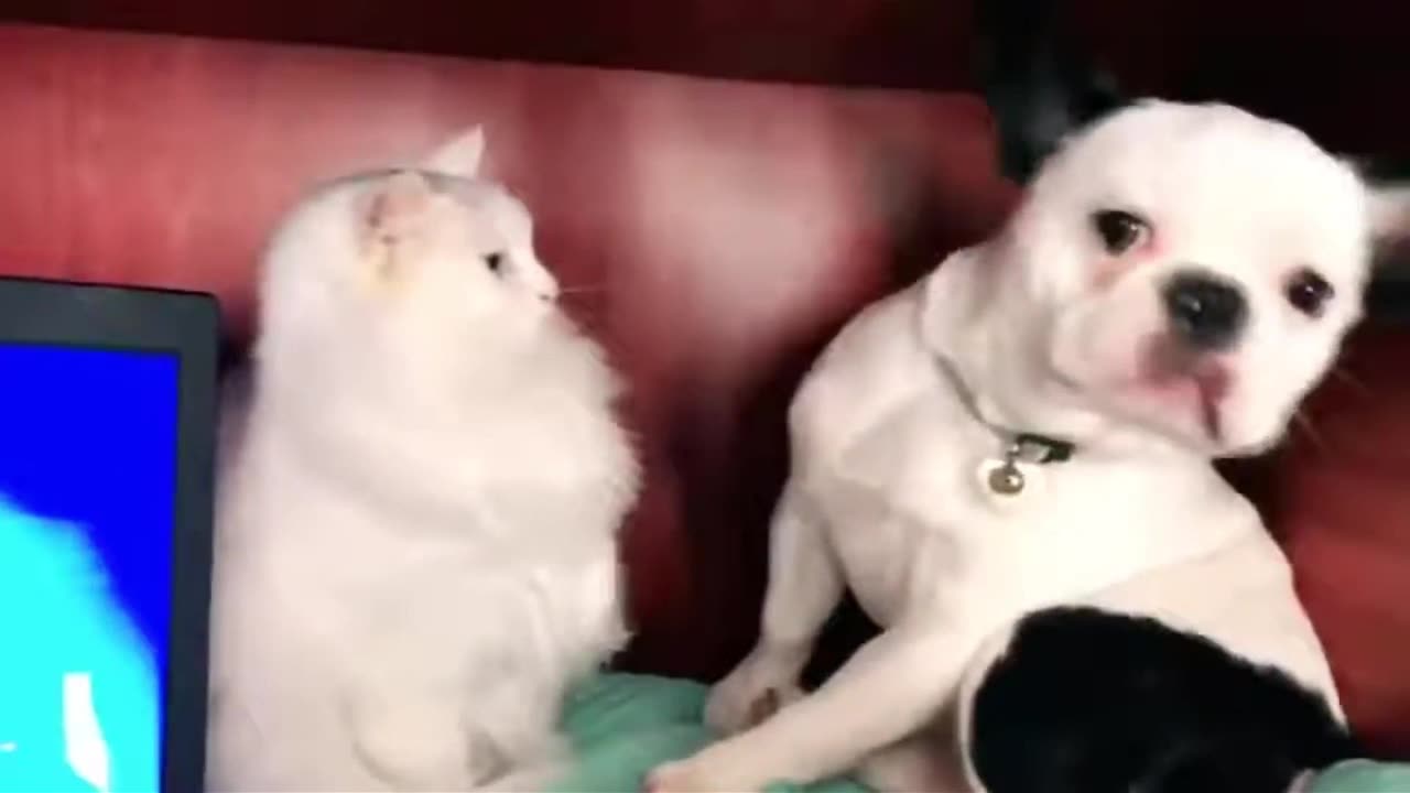 “Dogs vs Cats | Who’s Funnier? 🐾😂”