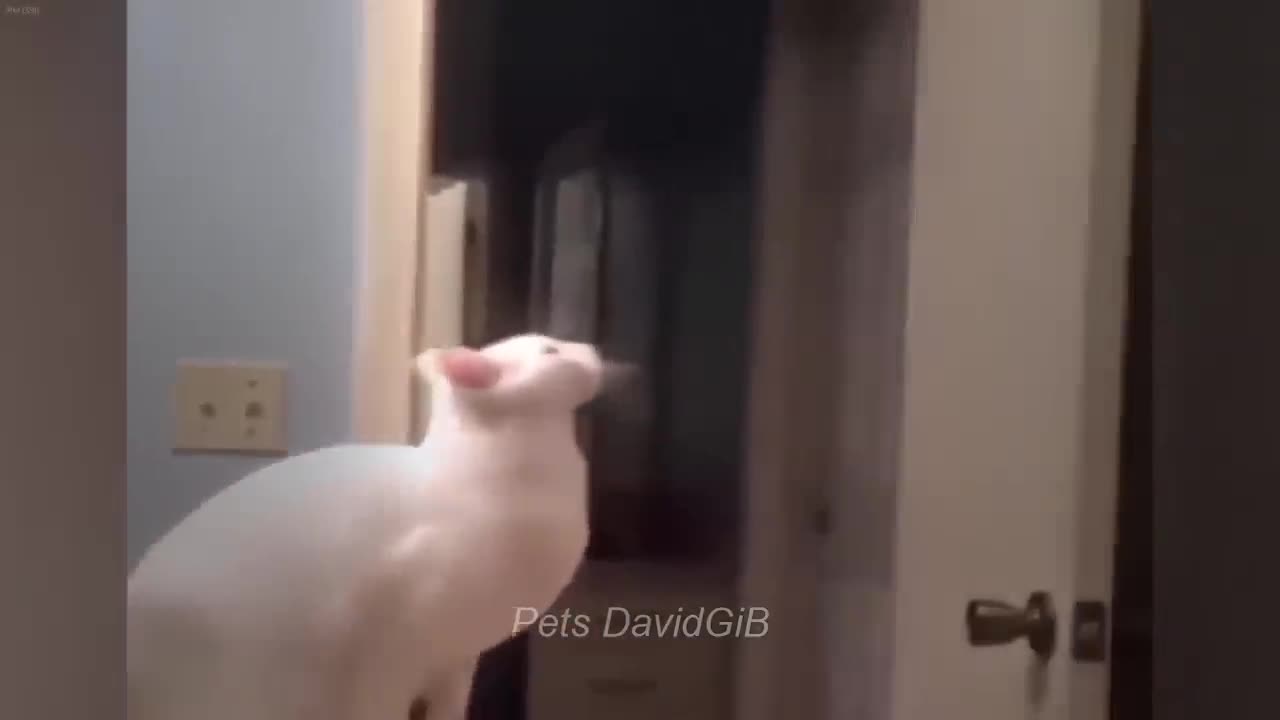 Funniest Cats on Videos