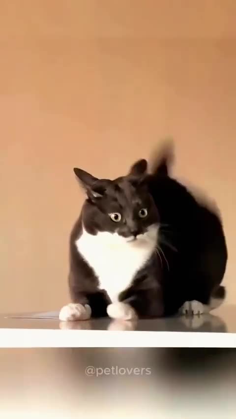 Can You Feel It? It's almost Caturday!!!