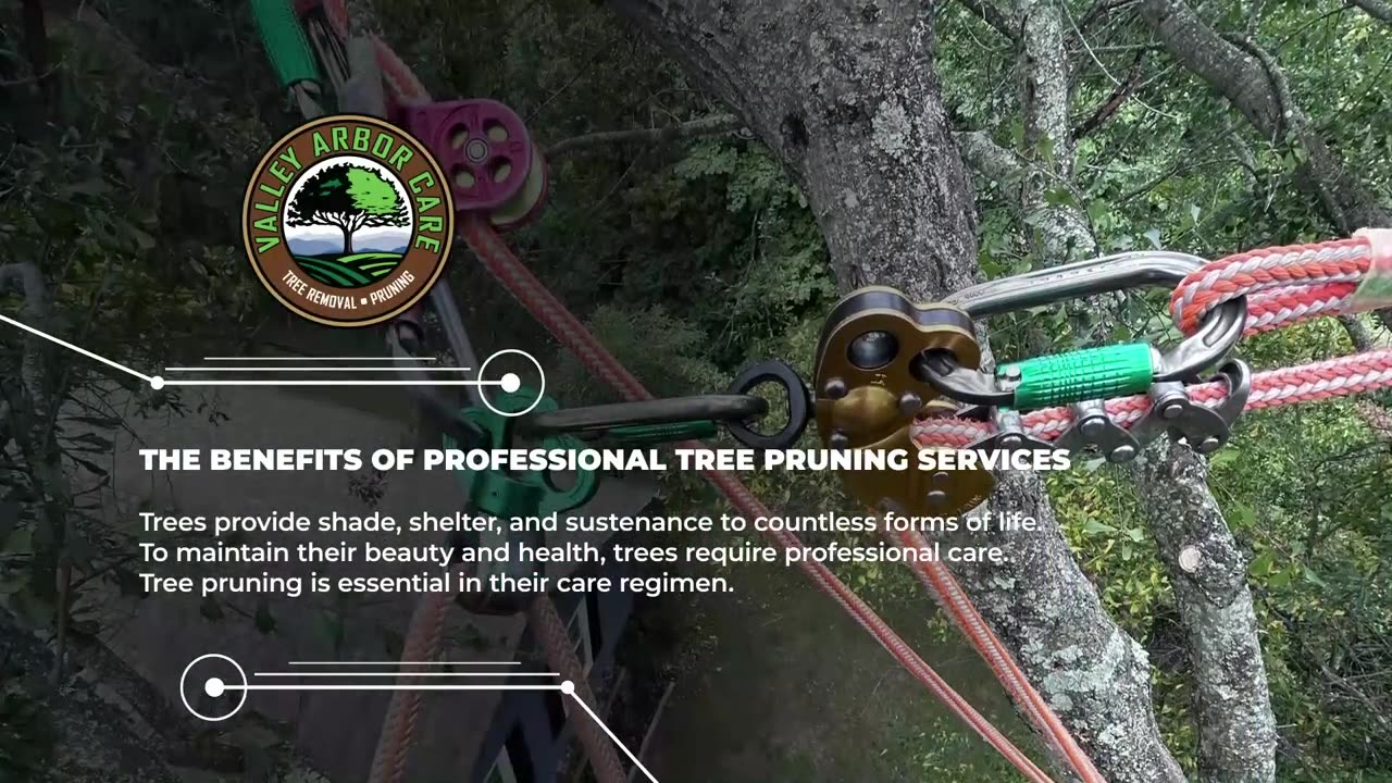 The Benefits of Professional Tree Pruning Service