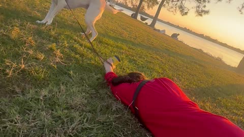 Dog's Sudden Leash Tug Spills Coffee