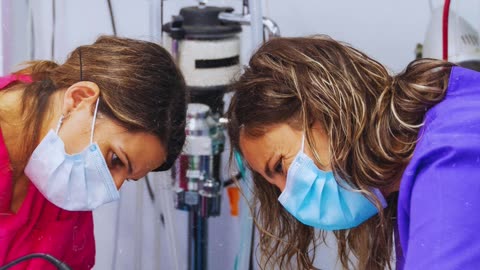 Curso auxiliar veterinário