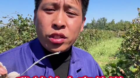 明年种葡萄会越来越难 #葡萄种植 #葡萄施肥 #果树种植 #葡萄高产 #花芽分化